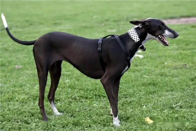 哮天犬—中国细犬，为何走向没落?