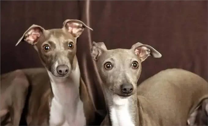 哮天犬—中国细犬，为何走向没落?