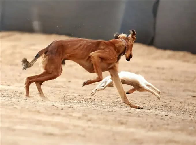 哮天犬—中国细犬，为何走向没落?