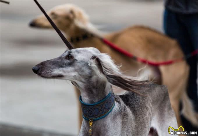 哮天犬—中国细犬，为何走向没落?