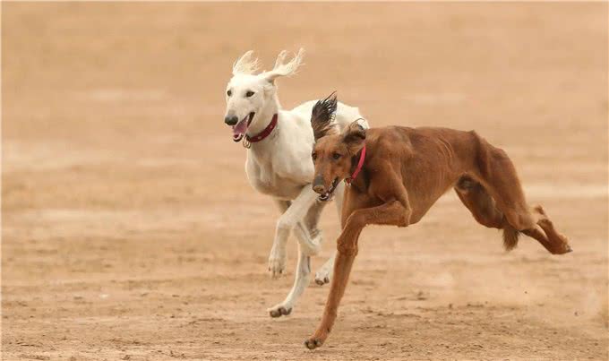 哮天犬—中国细犬，为何走向没落?