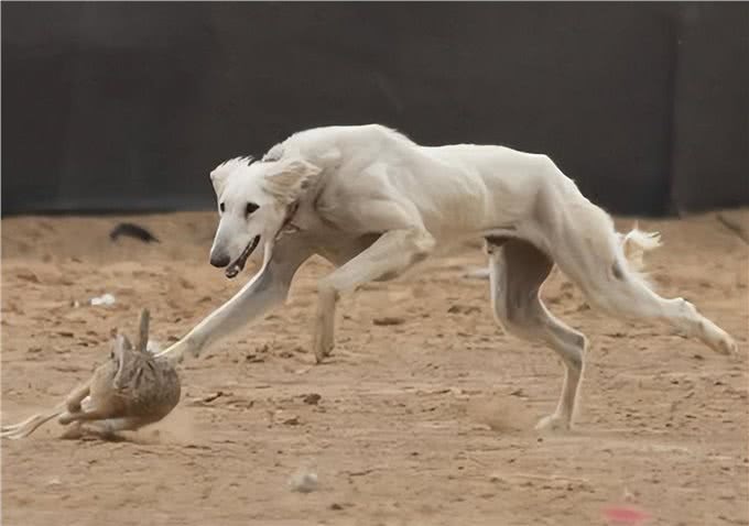 哮天犬—中国细犬，为何走向没落?