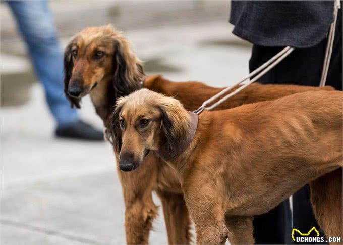 哮天犬—中国细犬，为何走向没落?