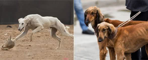 哮天犬—中国细犬，为何走向没落?