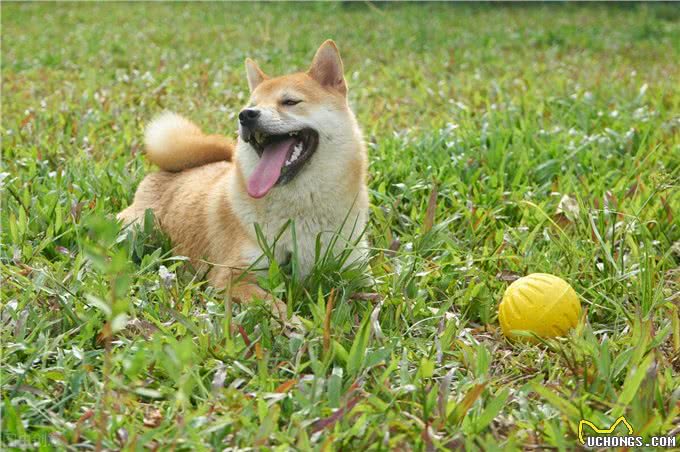 柴犬和秋田犬的区别，你知道吗?
