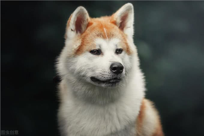 柴犬和秋田犬的区别，你知道吗?