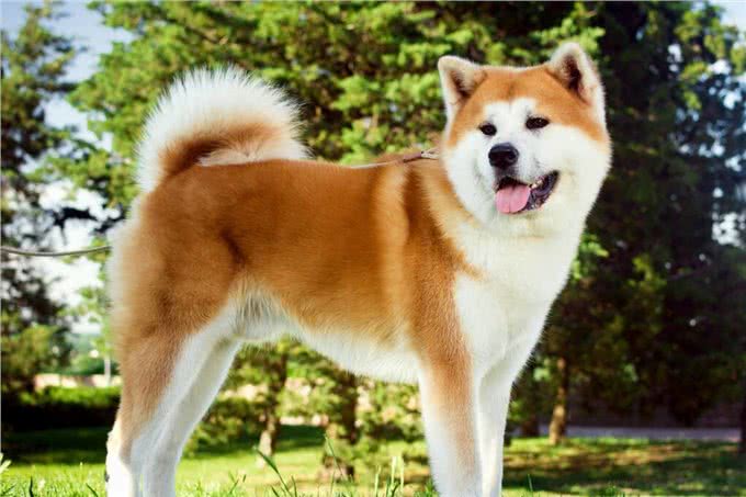 柴犬和秋田犬的区别，你知道吗?