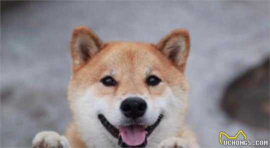 柴犬和秋田犬的区别，你知道吗?