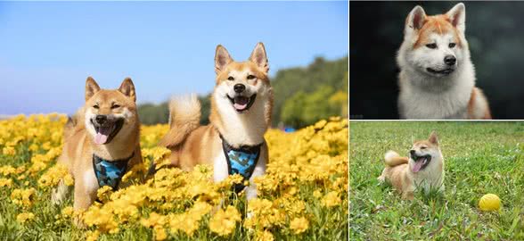 柴犬和秋田犬的区别，你知道吗?