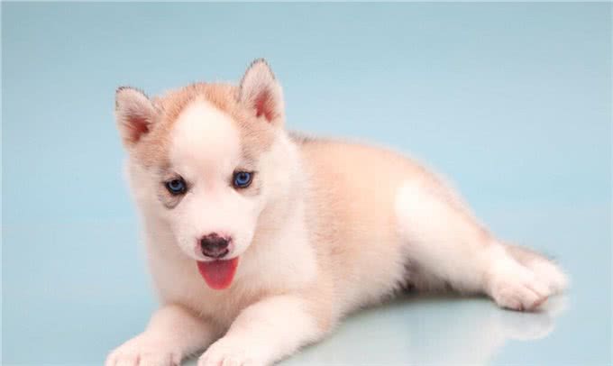幼犬可以吃什么?可以吃成年狗粮吗?