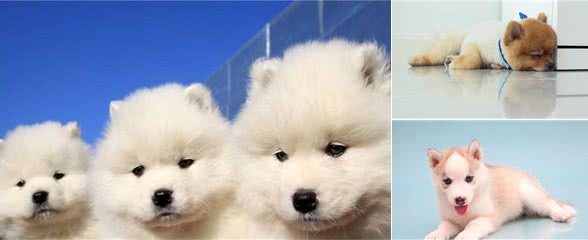 幼犬可以吃什么?可以吃成年狗粮吗?