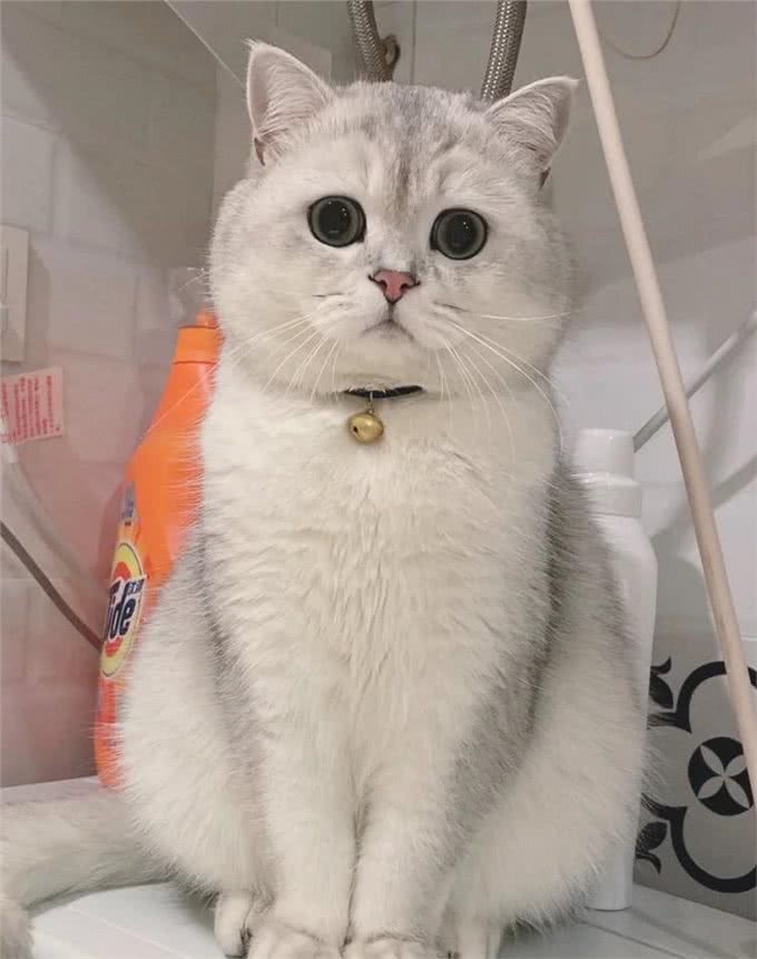 发腮，是一只公猫成熟的标志