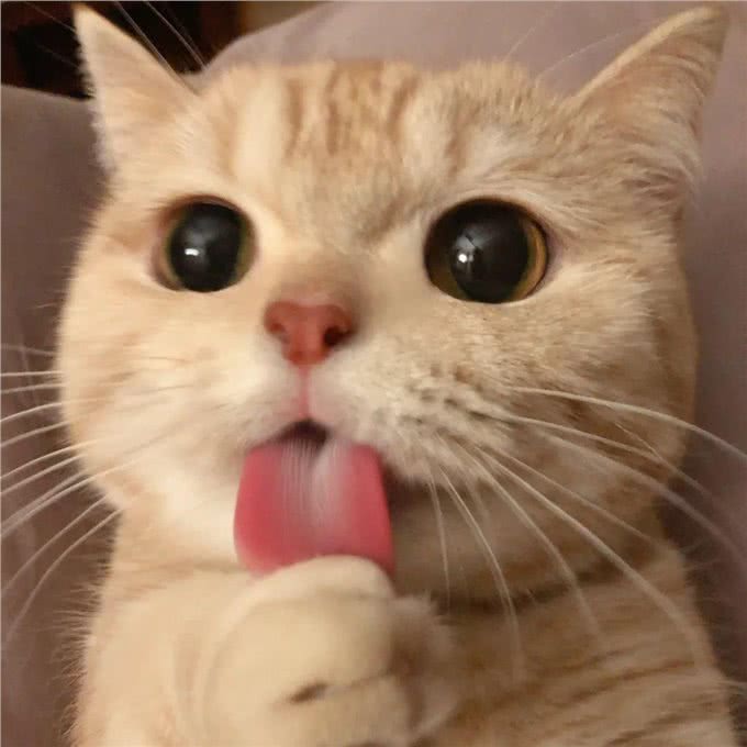 发腮，是一只公猫成熟的标志