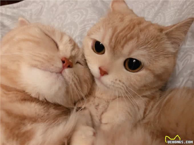 发腮，是一只公猫成熟的标志