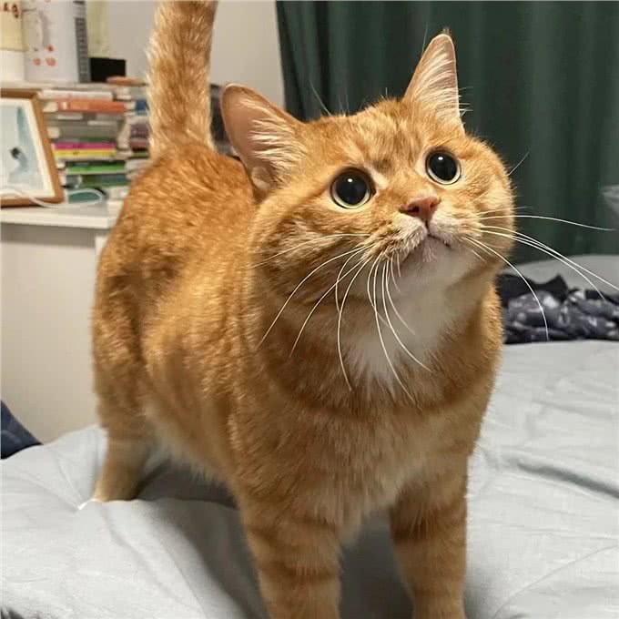 发腮，是一只公猫成熟的标志