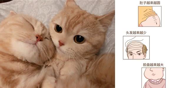 发腮，是一只公猫成熟的标志