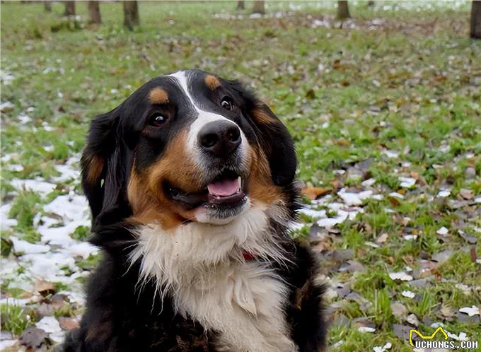 难怪养伯恩山犬的人越来越多，不少网友直呼：养了才知道真香