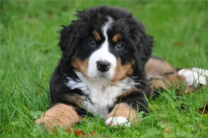 难怪养伯恩山犬的人越来越多，不少网友直呼：养了才知道真香