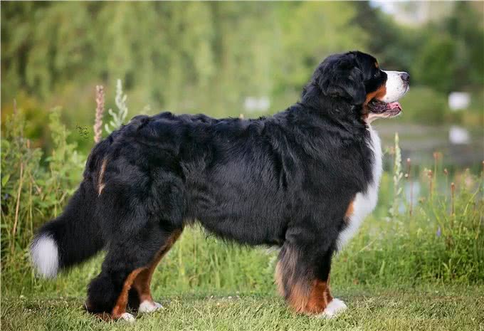难怪养伯恩山犬的人越来越多，不少网友直呼：养了才知道真香