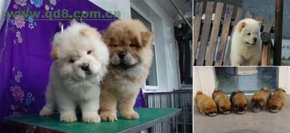 松狮幼犬的喂养方法