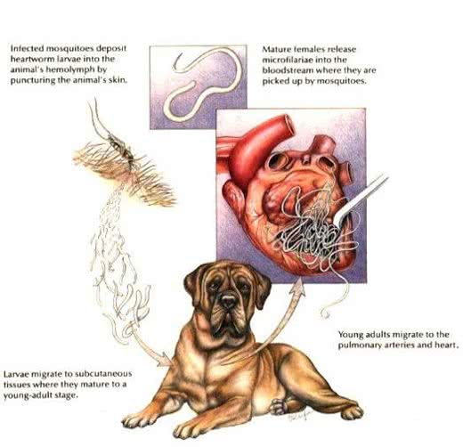 犬寄生虫病实用手册—心丝虫病