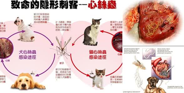 犬寄生虫病实用手册—心丝虫病