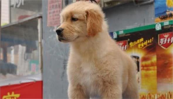宠物狗之—定点尿尿便便的心得