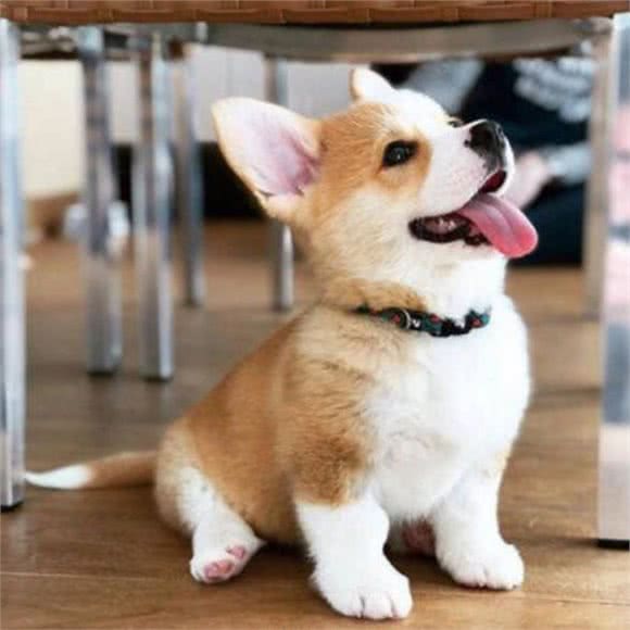 柯基犬好训练吗?这些方法可以训练狗狗，让我来告诉你