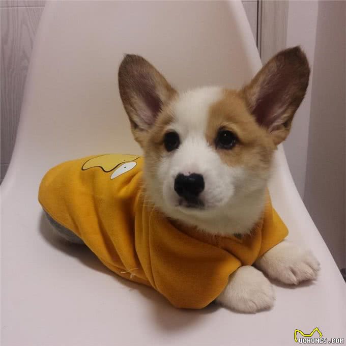 柯基犬好训练吗?这些方法可以训练狗狗，让我来告诉你
