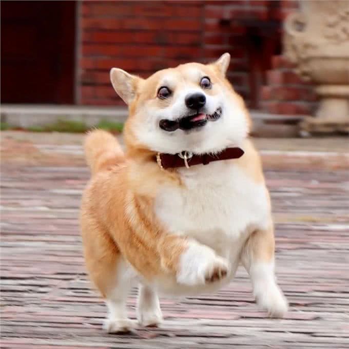 柯基犬好训练吗?这些方法可以训练狗狗，让我来告诉你