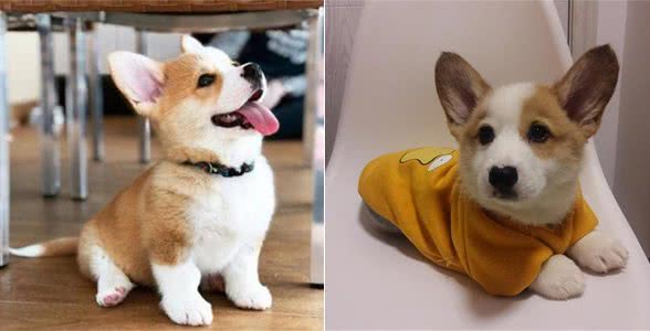 柯基犬好训练吗?这些方法可以训练狗狗，让我来告诉你