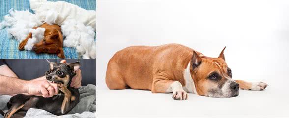 狗狗闹情绪时的7种行为，令人啼笑皆非，你家属于哪一种