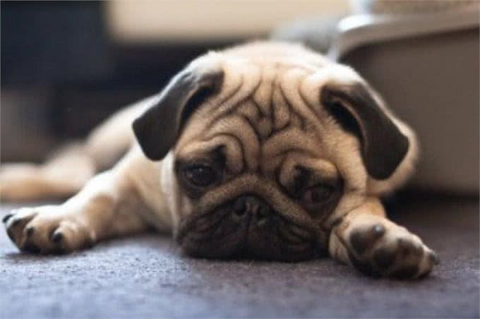 最适合妹子养的10种小型犬，不过养泰迪，要好好考虑!