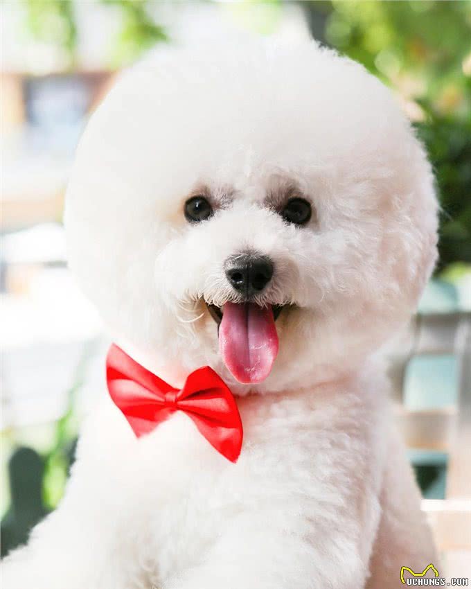 最适合妹子养的10种小型犬，不过养泰迪，要好好考虑!
