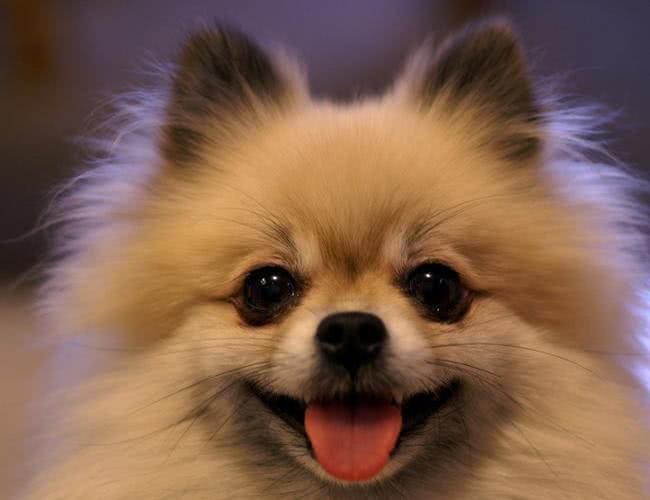 最适合妹子养的10种小型犬，不过养泰迪，要好好考虑!