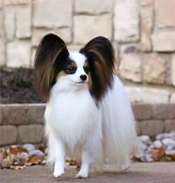 最适合妹子养的10种小型犬，不过养泰迪，要好好考虑!