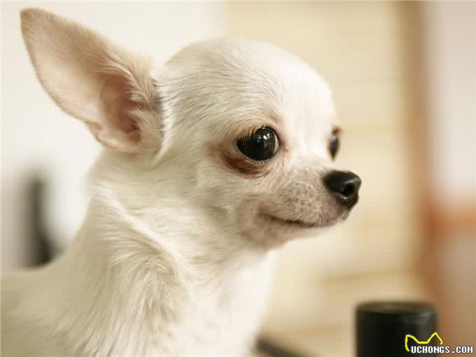 最适合妹子养的10种小型犬，不过养泰迪，要好好考虑!