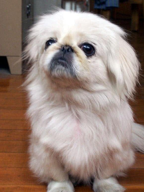 最适合妹子养的10种小型犬，不过养泰迪，要好好考虑!