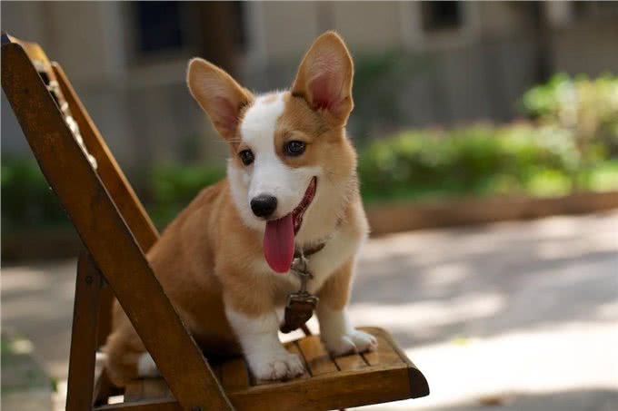最适合妹子养的10种小型犬，不过养泰迪，要好好考虑!