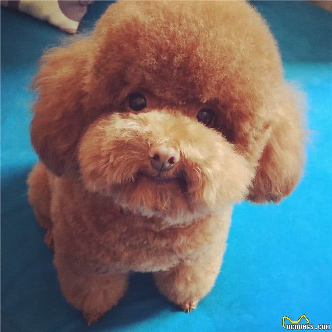 最适合妹子养的10种小型犬，不过养泰迪，要好好考虑!