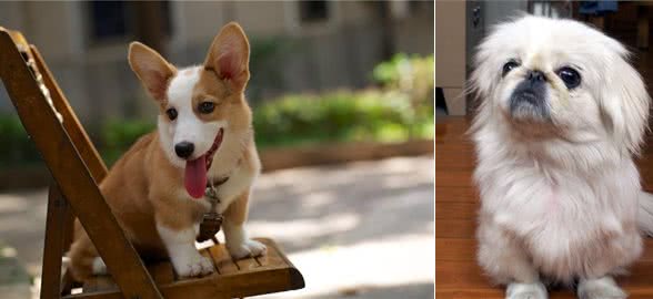 最适合妹子养的10种小型犬，不过养泰迪，要好好考虑!