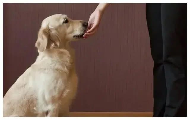 你真的了解你的狗狗吗?它们如何神奇地认出主人的?