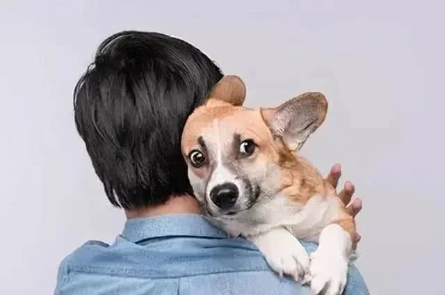 你真的了解你的狗狗吗?它们如何神奇地认出主人的?