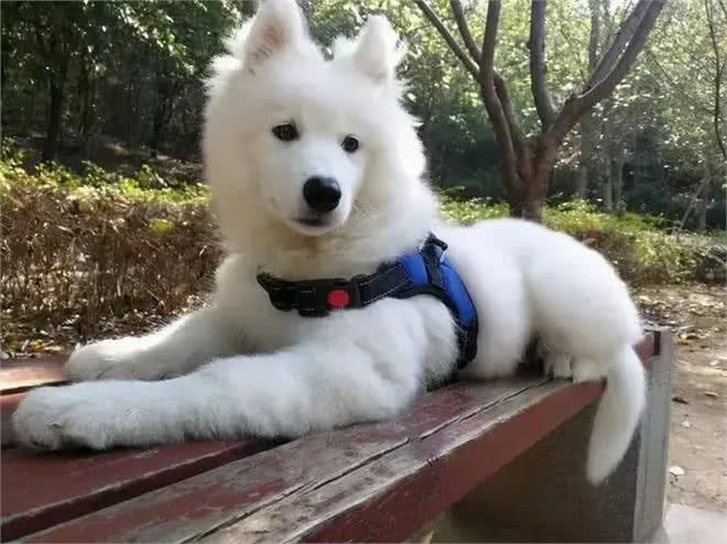 你真的了解你的狗狗吗?它们如何神奇地认出主人的?