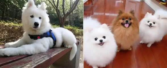 你真的了解你的狗狗吗?它们如何神奇地认出主人的?