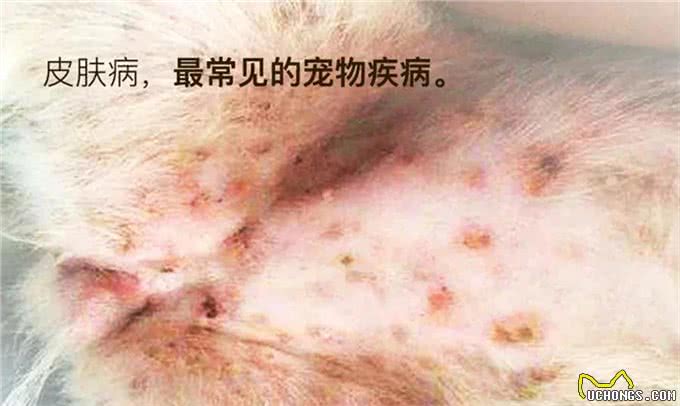 宠物疾病治疗怕被坑?多格爸爸推荐的基础用药指南