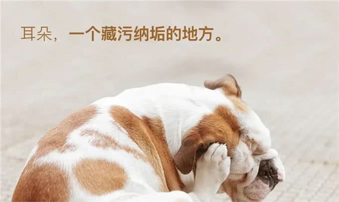 宠物疾病治疗怕被坑?多格爸爸推荐的基础用药指南