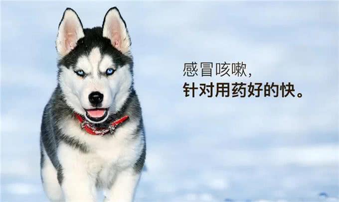 宠物疾病治疗怕被坑?多格爸爸推荐的基础用药指南