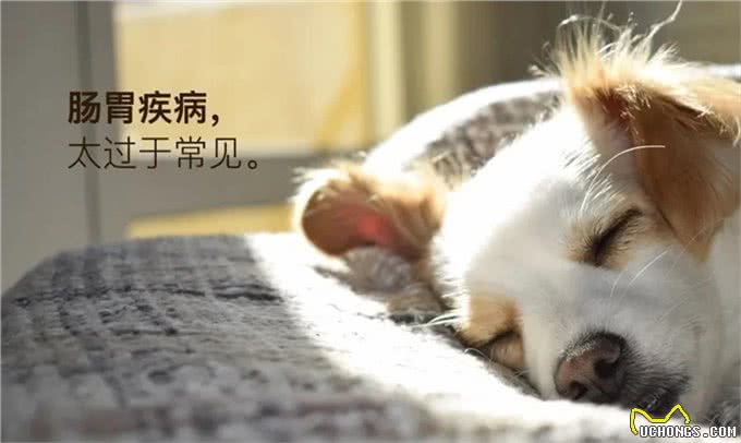 宠物疾病治疗怕被坑?多格爸爸推荐的基础用药指南