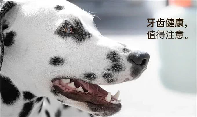 宠物疾病治疗怕被坑?多格爸爸推荐的基础用药指南